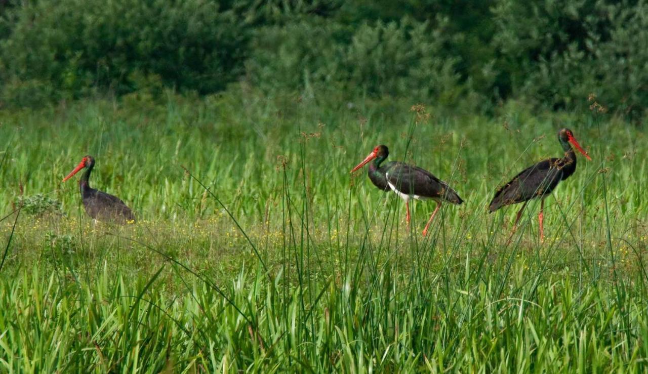 Penzion Rural Tourism Family Ravlic Muzilovcica Exteriér fotografie