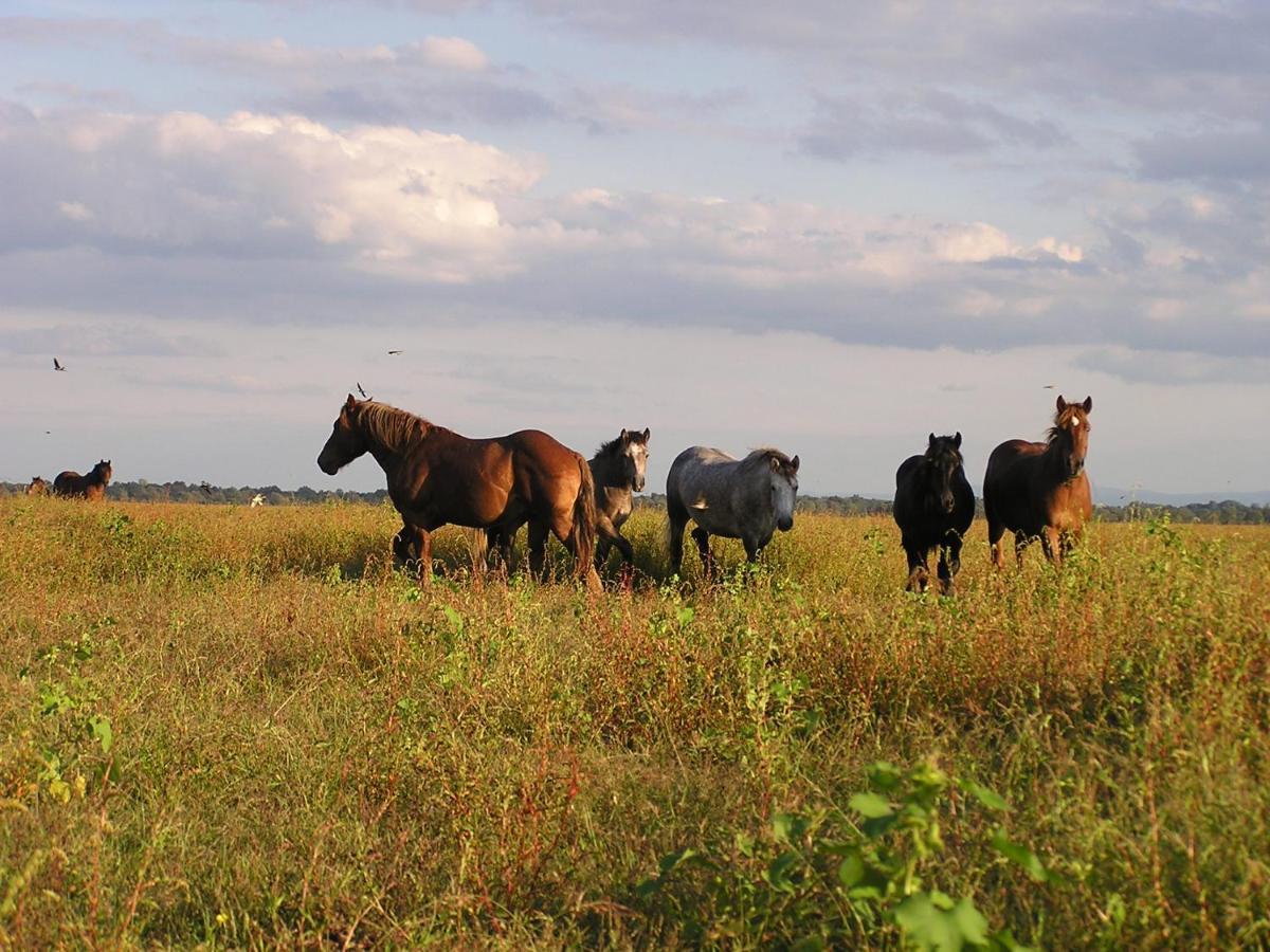 Penzion Rural Tourism Family Ravlic Muzilovcica Exteriér fotografie
