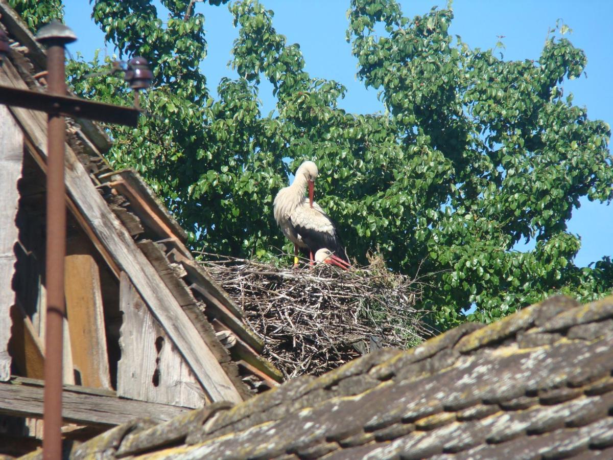 Penzion Rural Tourism Family Ravlic Muzilovcica Exteriér fotografie
