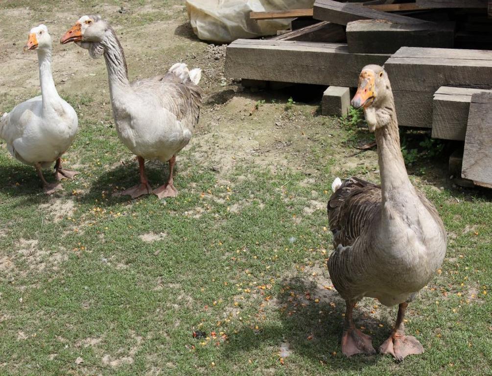 Penzion Rural Tourism Family Ravlic Muzilovcica Exteriér fotografie